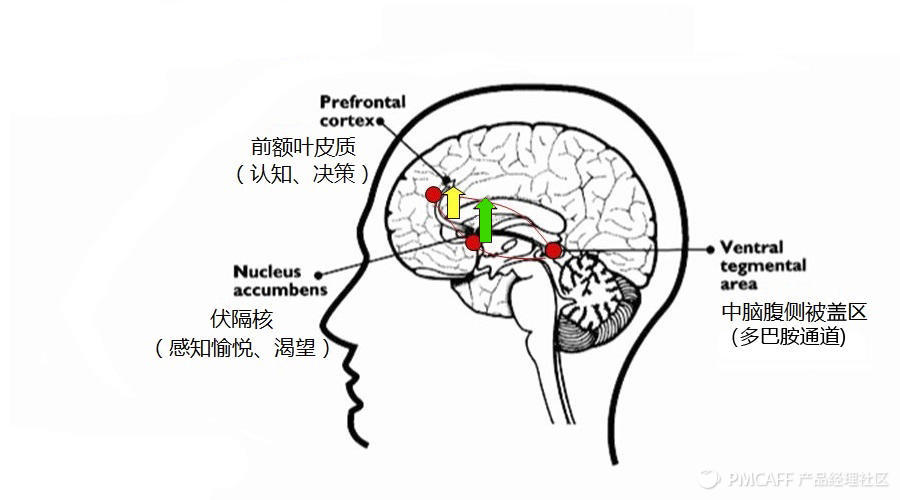 前额叶皮质位于额头和眼睛后的神经区,其主要作用是让人选择做"更难的